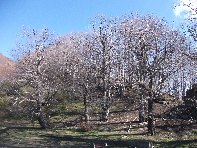 qua Rocca20100328 005